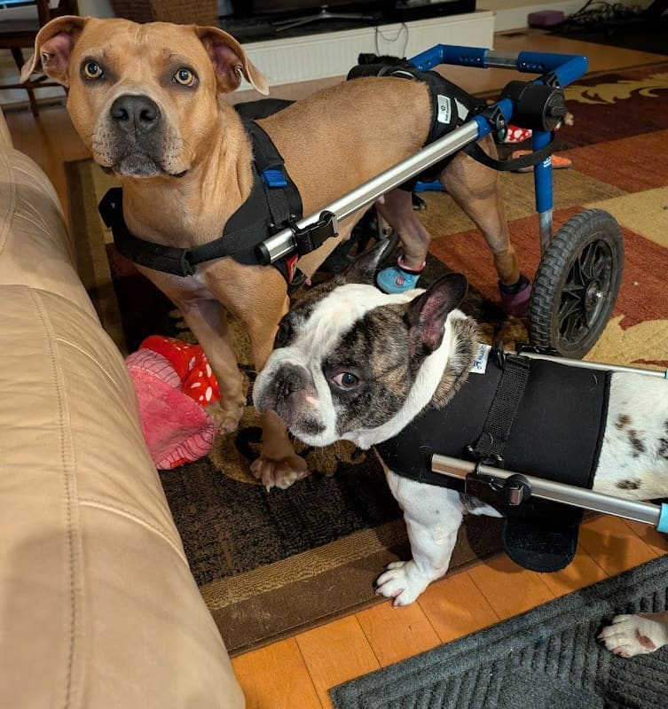 Abbey Pet Hospital