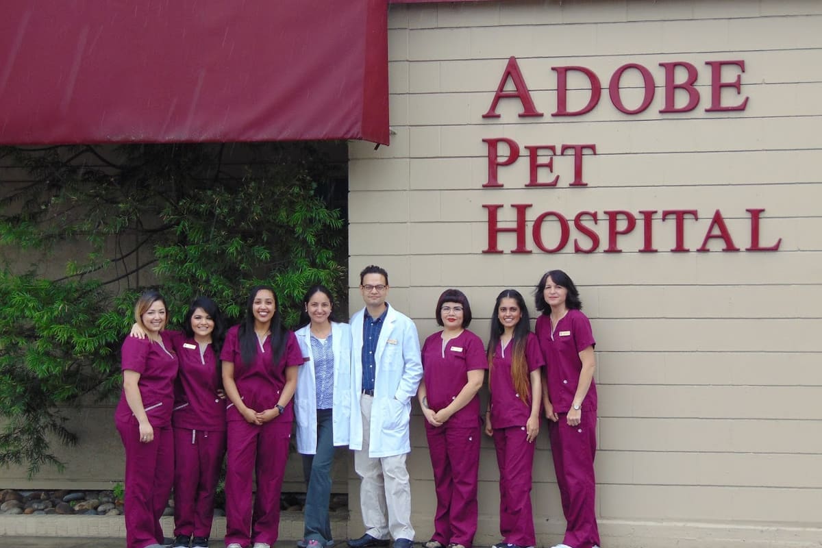 Adobe Pet Hospital