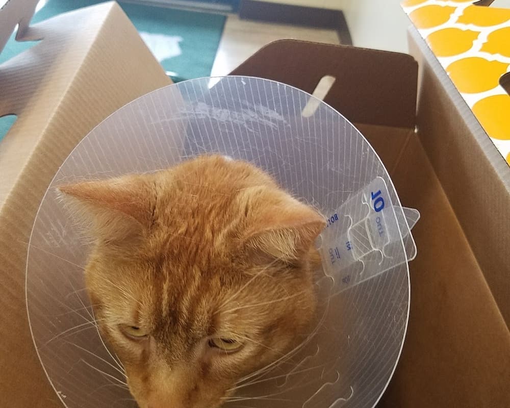 Alisal Pet Clinic