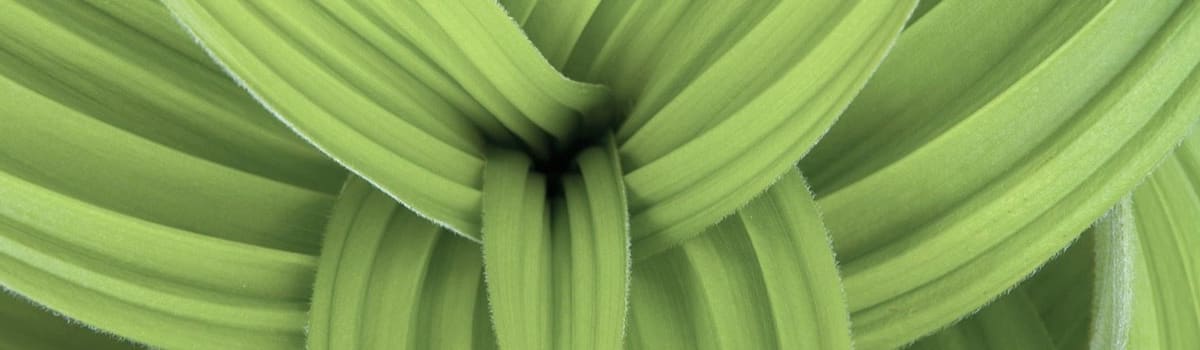 Alpen Lily Web Studio