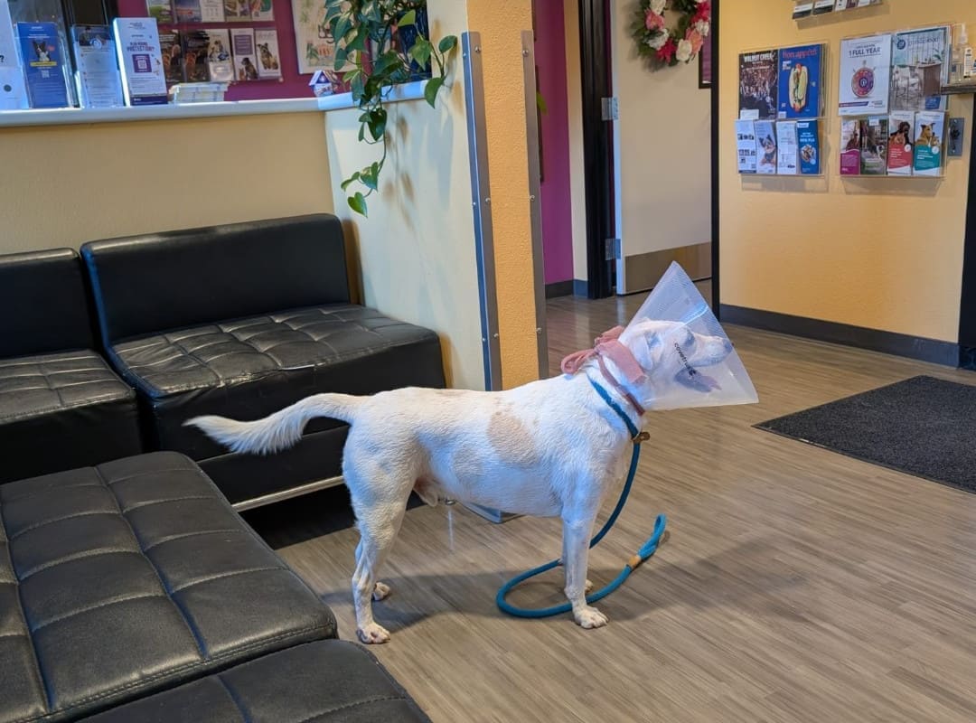 Animal Care Hospital of Walnut Creek