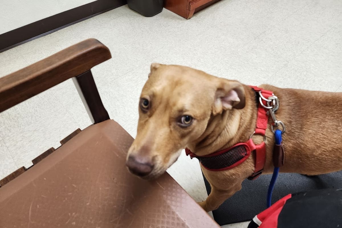 Animal Hospital of Lake County