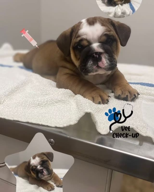 Animal Medical Center