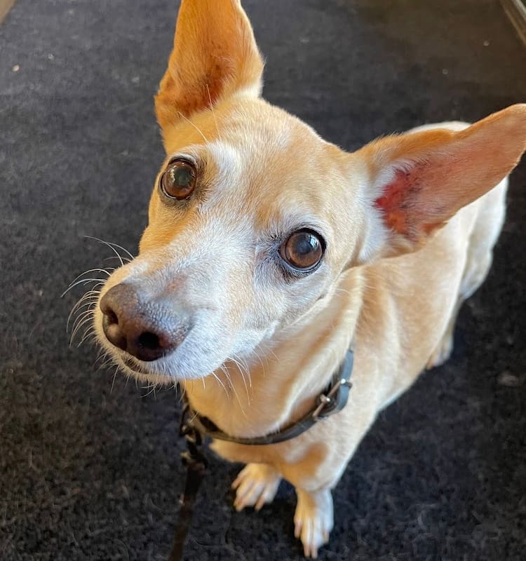 Animal Medical Center of Healdsburg