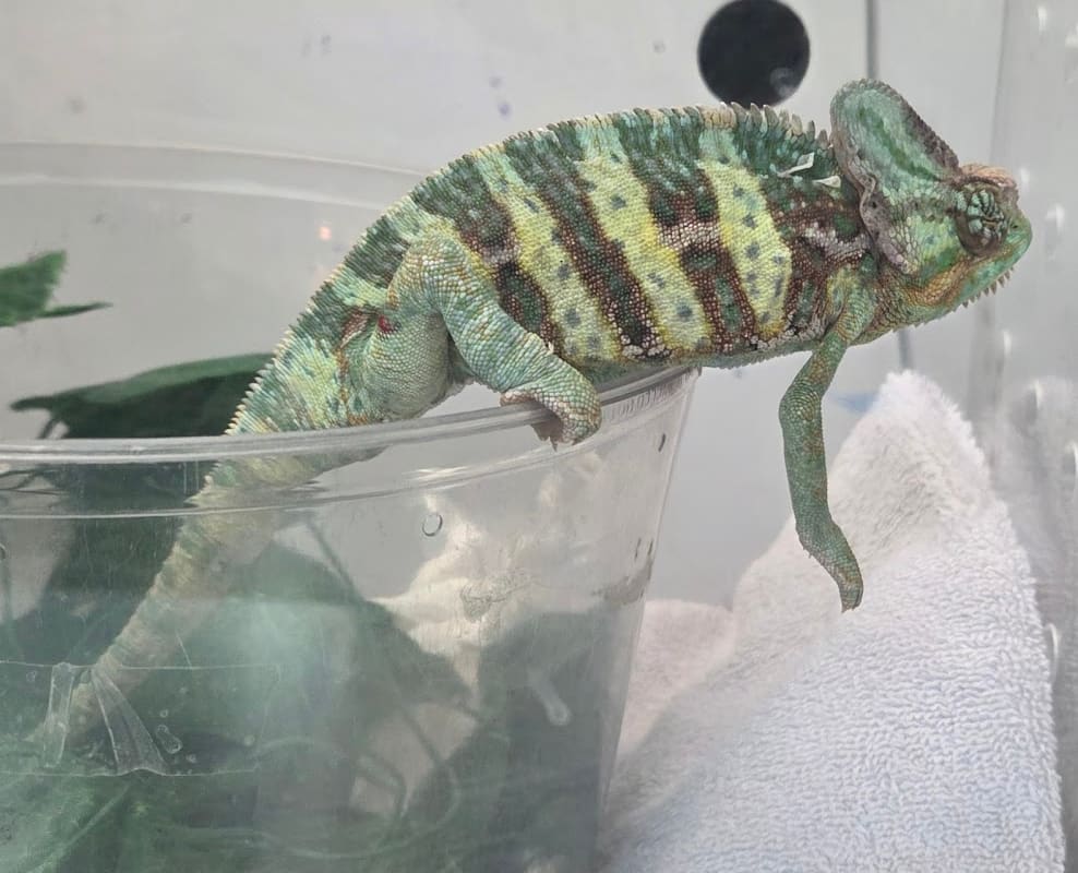 Arbor Pet Clinic