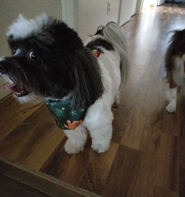 Bark Avenue Pet Salon