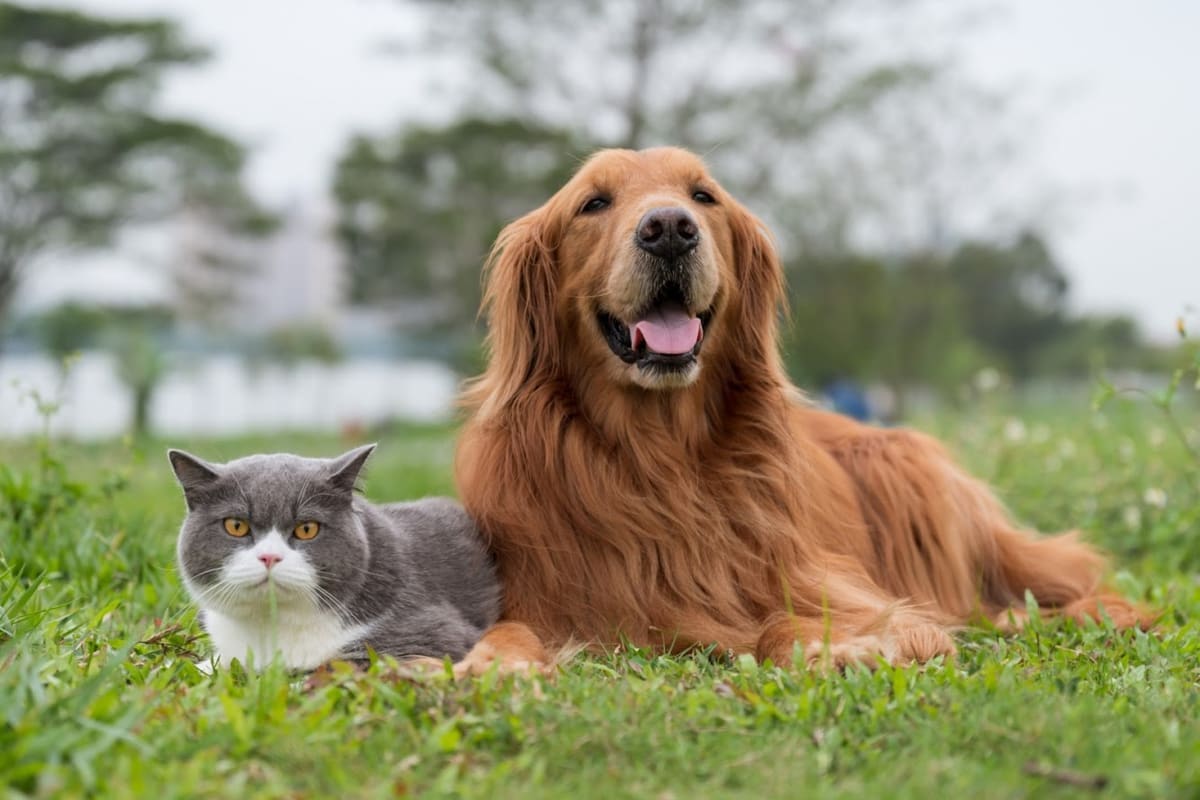 Barney & Russum Animal Clinic
