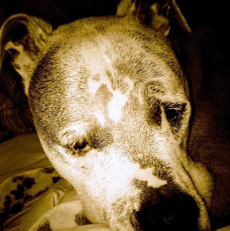 Black Oak Animal Hospital