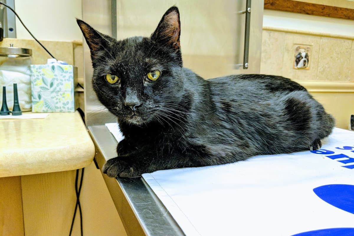 BLUE CROSS PET HOSPITAL