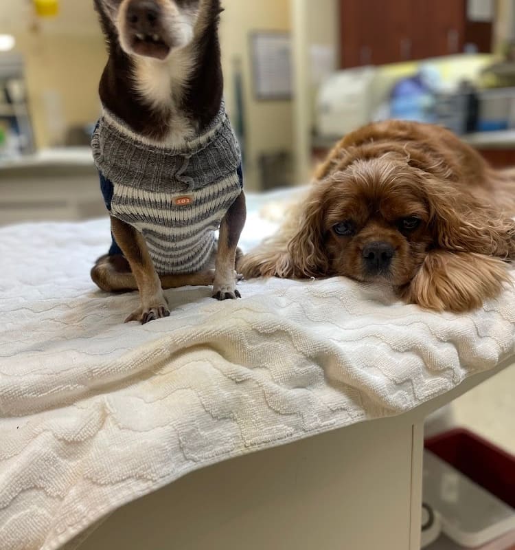 Calistoga Pet Clinic
