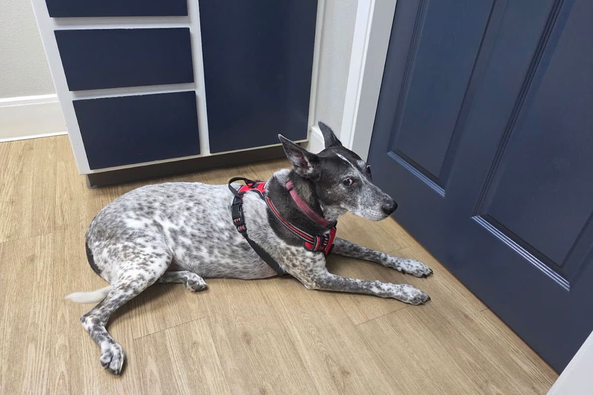 Camino Animal Hospital