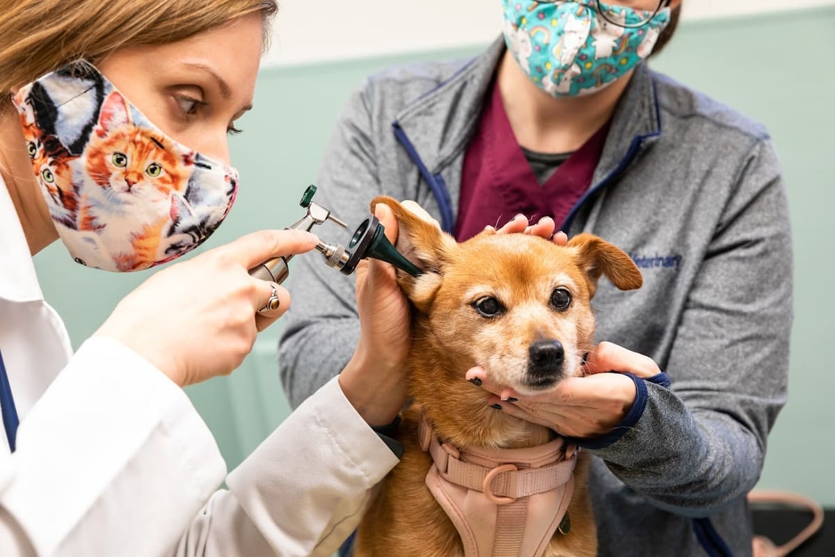 Campus Veterinary Clinic