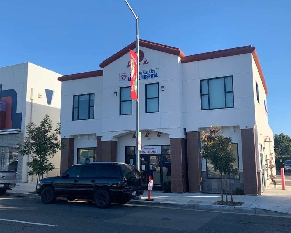 Castro Valley Animal Hospital