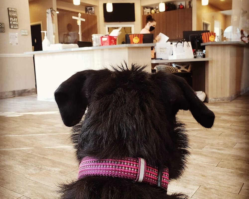 Central Valley Veterinary Hospital