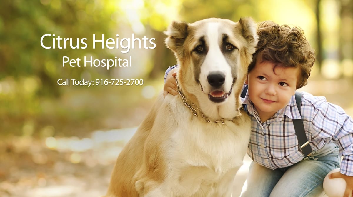 Citrus Heights Pet Hospital
