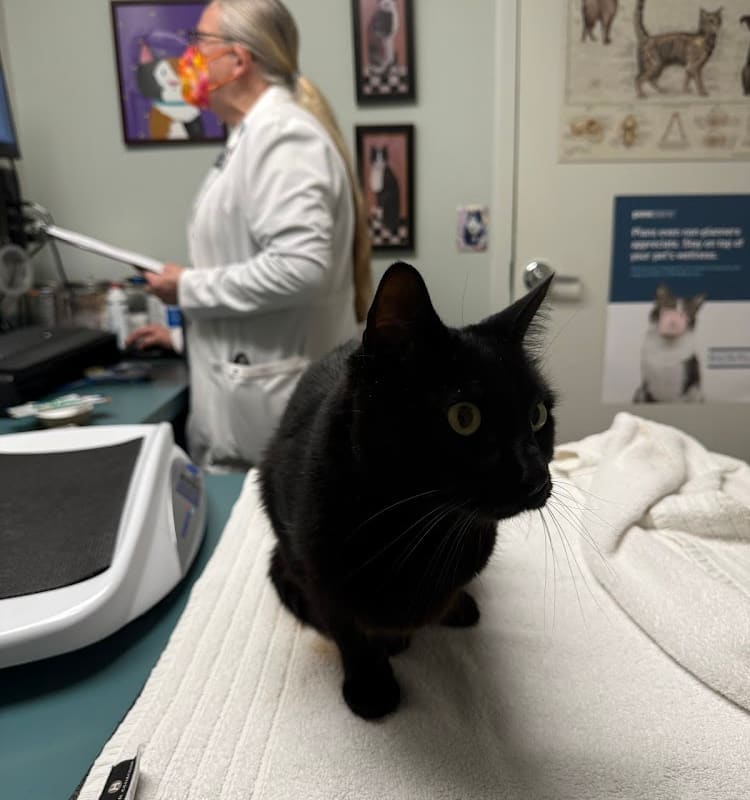 Civic Feline Clinic