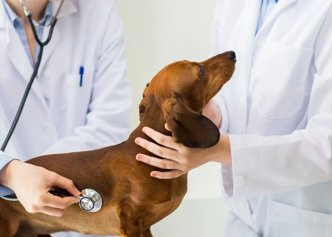 Companion Veterinary Clinic