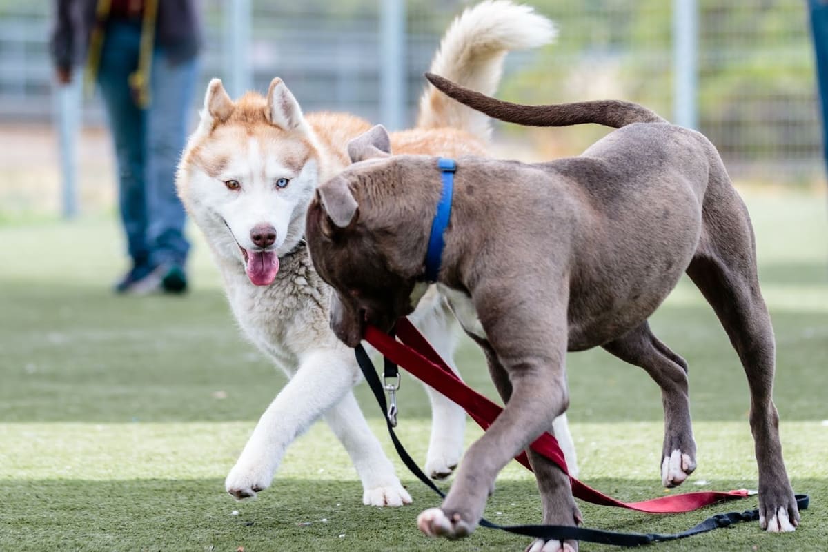 Contra Costa Spay & Neuter