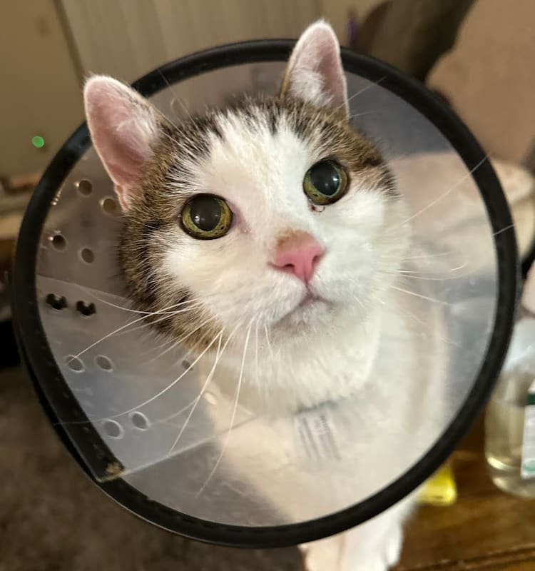 Cotati Small Animal Hospital