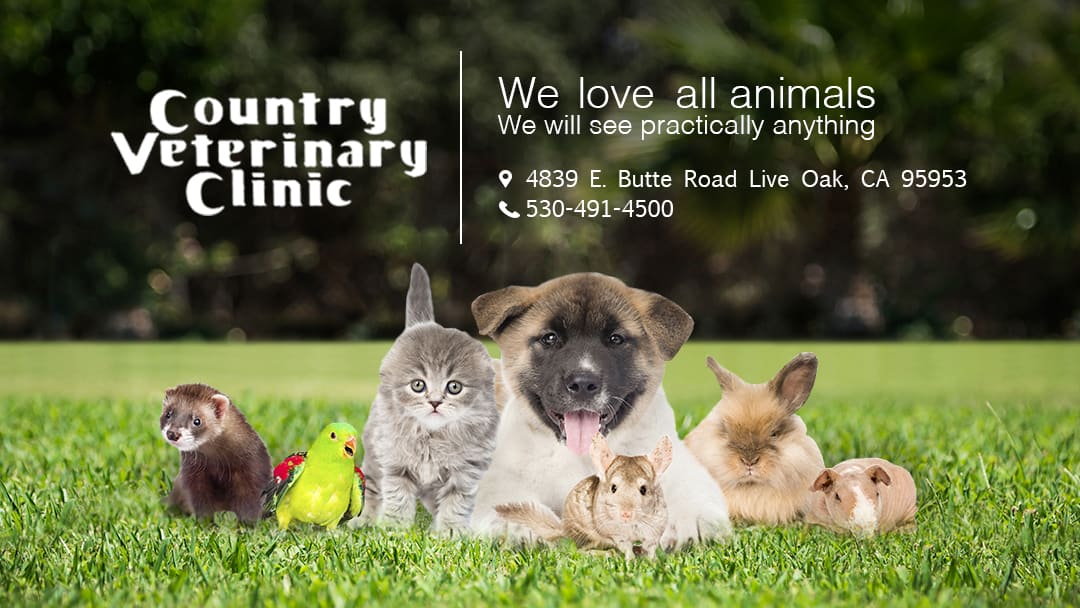 Country Veterinary Clinic