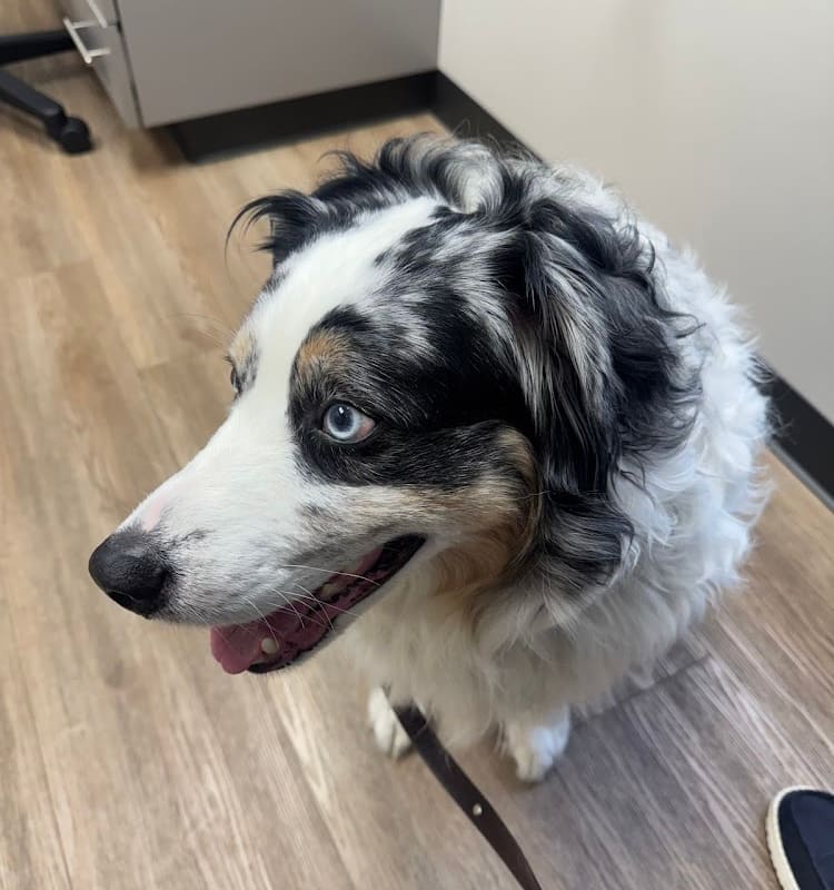 Diablo Valley Animal Hospital