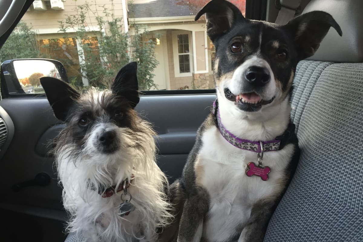 Dogtor Calls