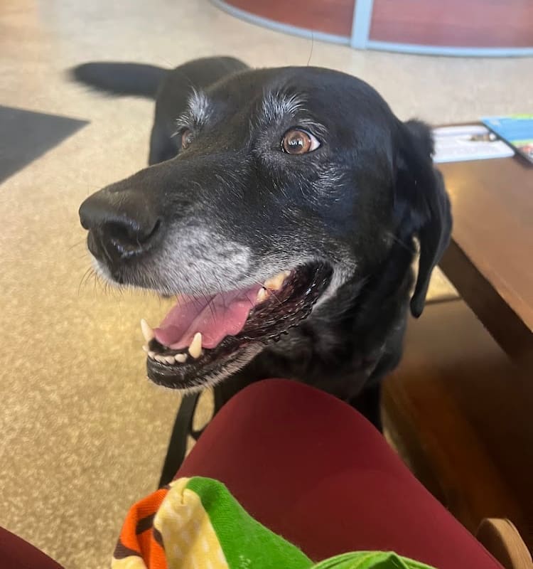 East San Rafael Veterinary: Okada Yuki DVM