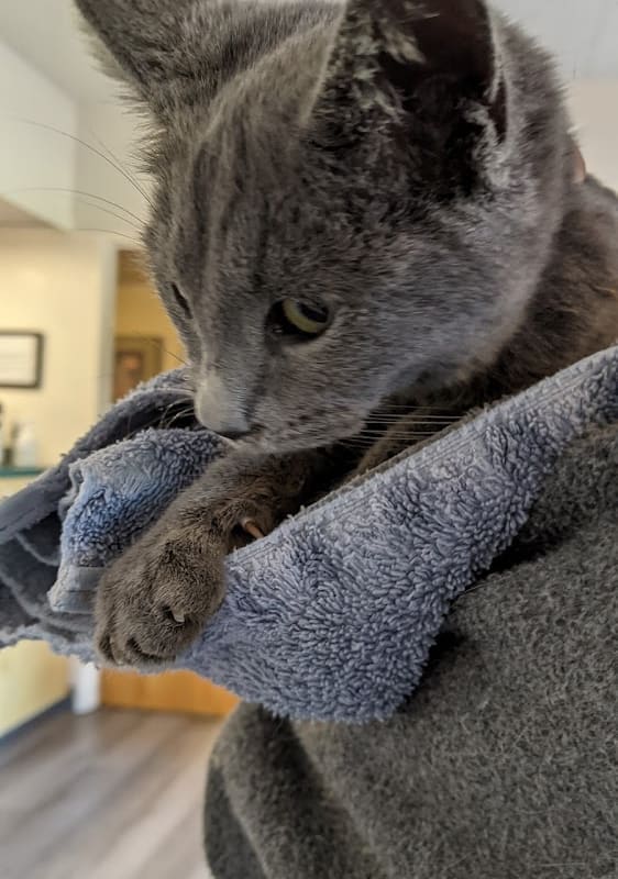 El Sobrante Veterinary Hospital