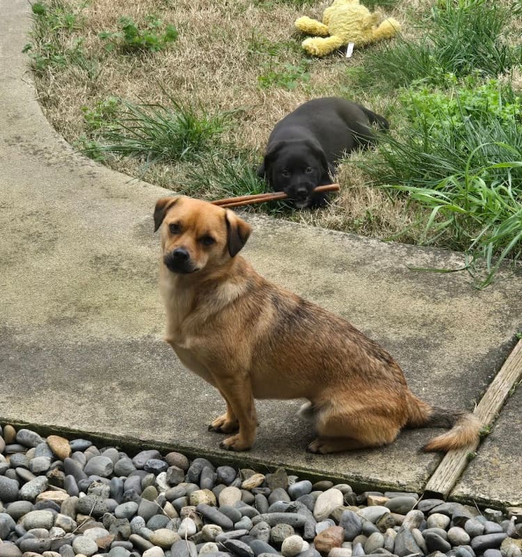 Escalon Small Animal Clinic