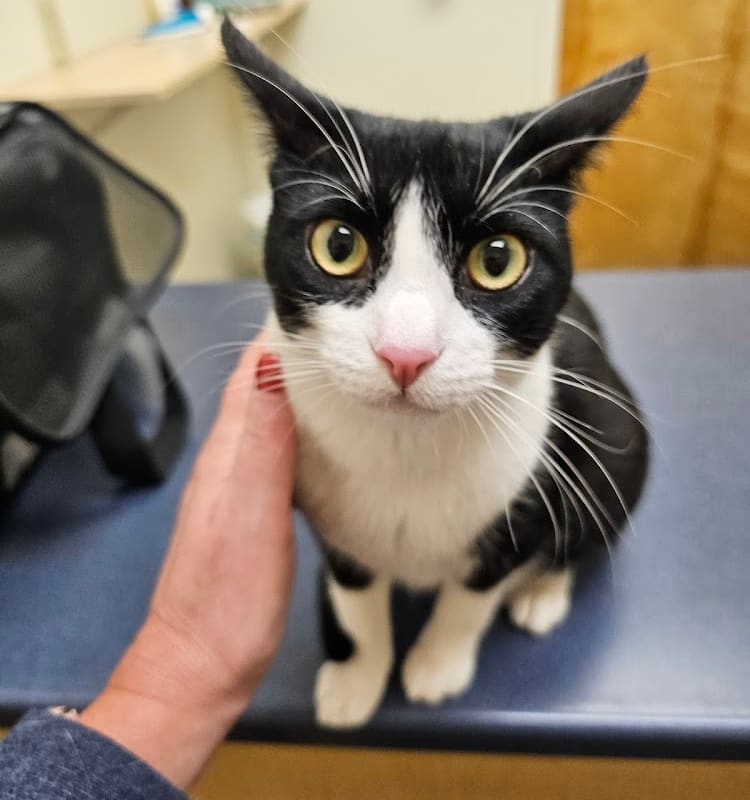 Fairfield Animal Hospital