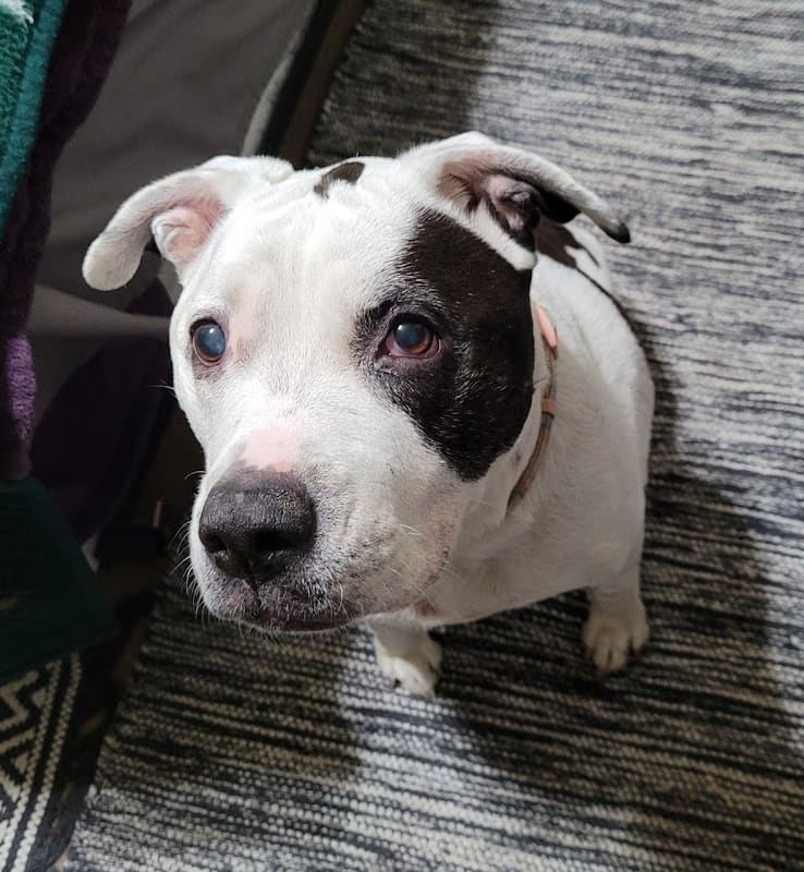 Family Pet Hospital