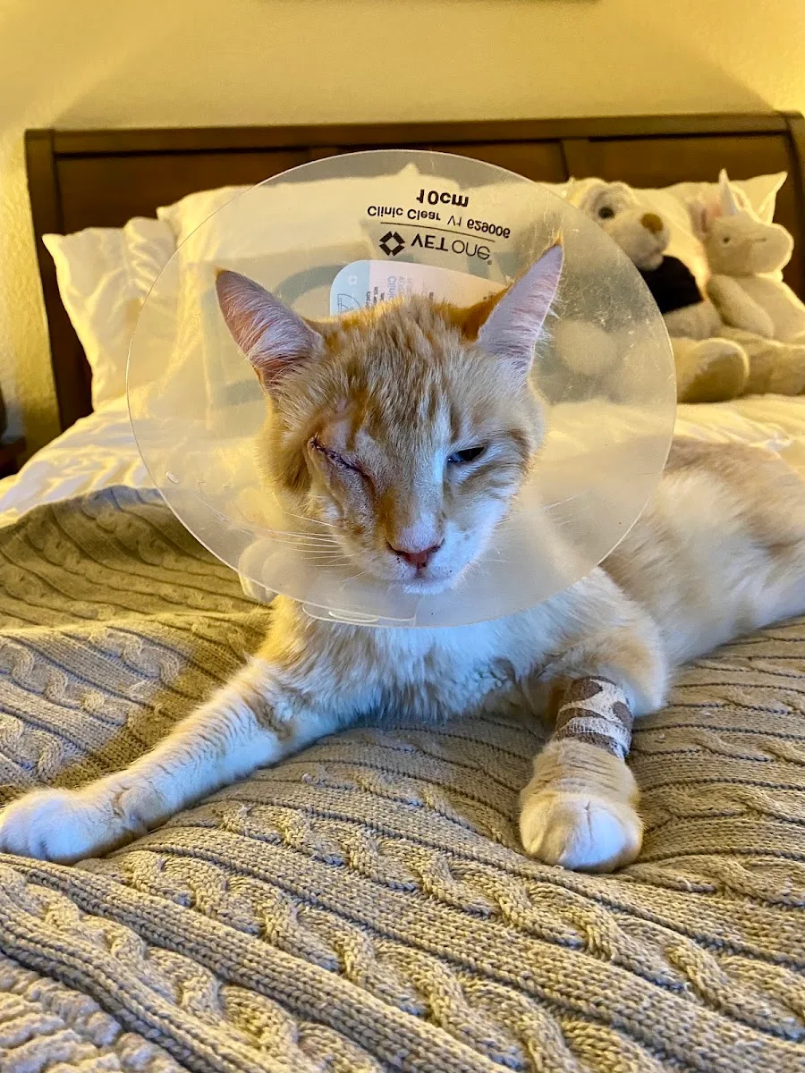 Family Veterinary Care of Oakdale — photo 3