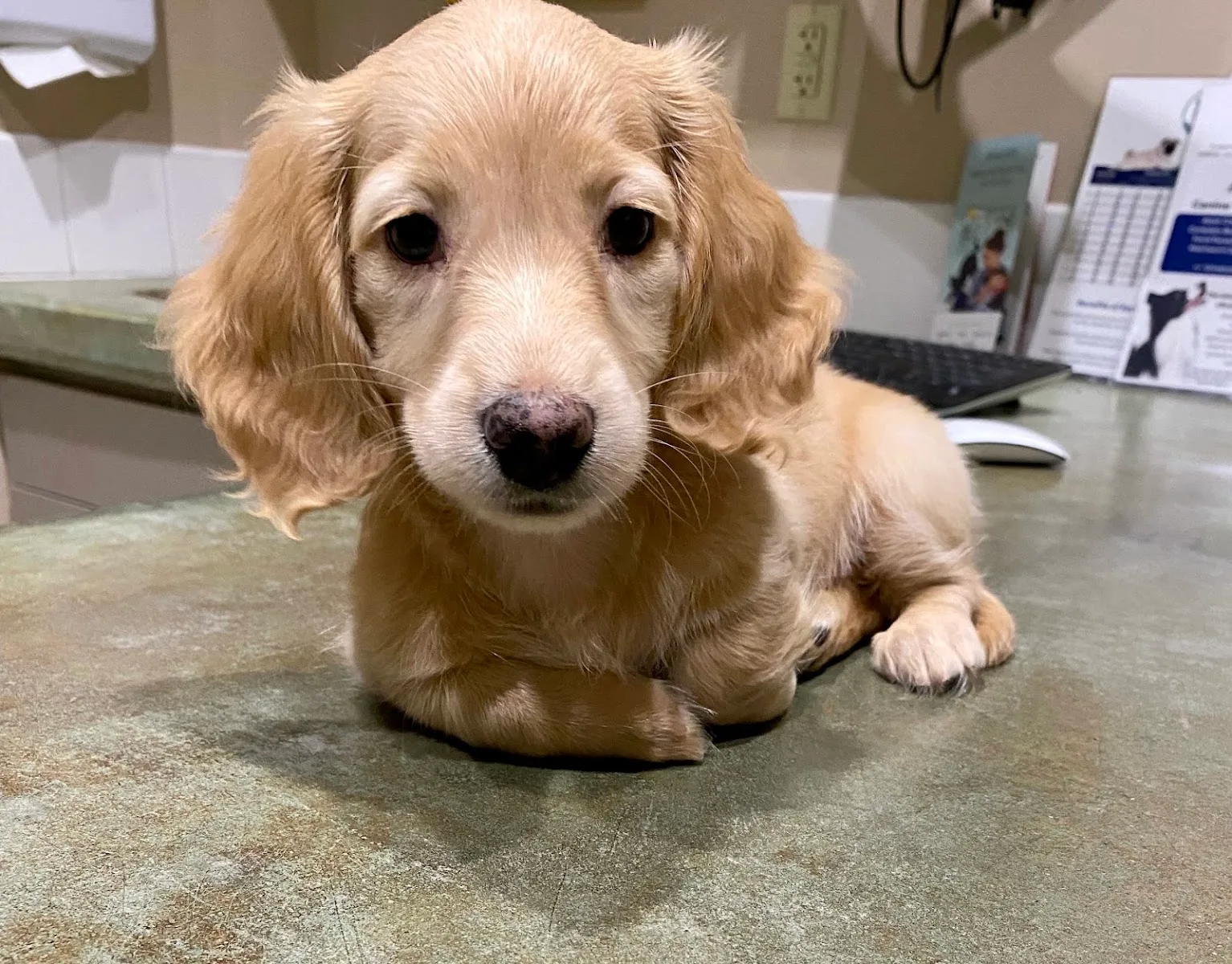 Family Veterinary Care of Oakdale — photo 5