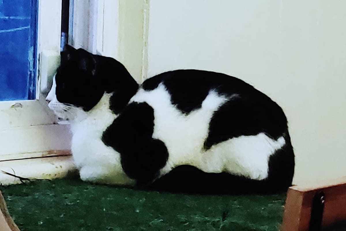 Feather River Veterinary Hospital