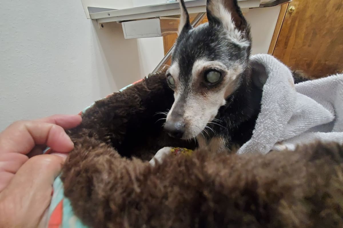 Fremont Pet Hospital