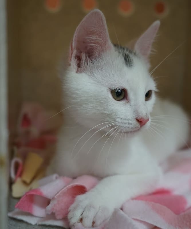 Gateway Pet Hospital