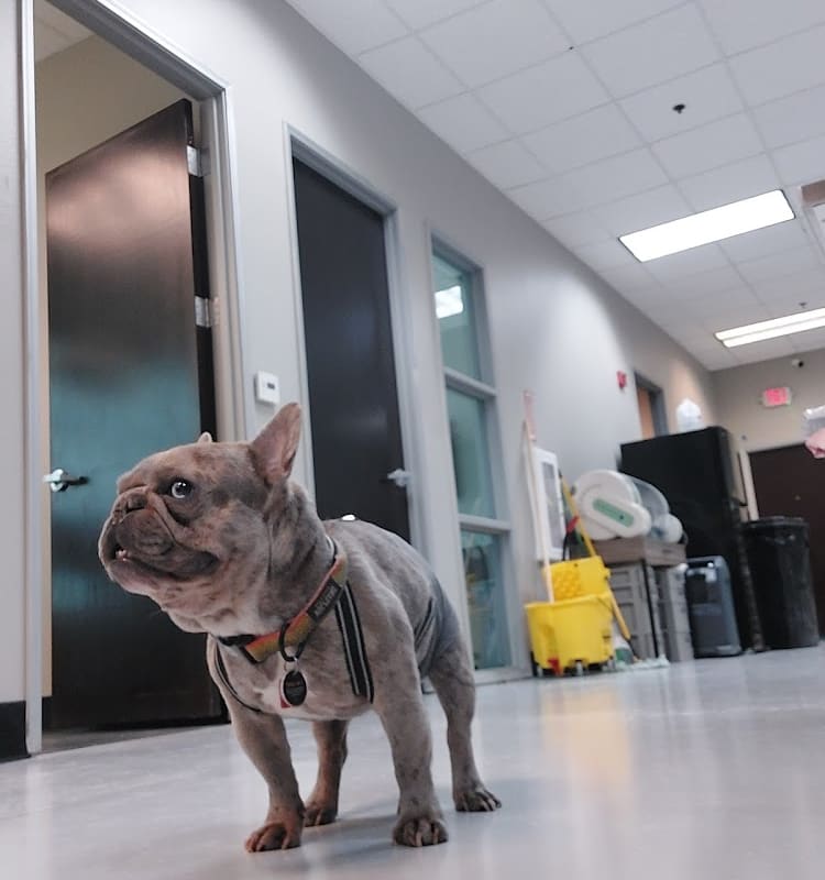 Golden Valley Veterinary Hospital: Walk -Ins welcome