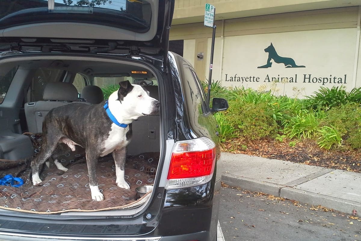 Lafayette Animal Hospital