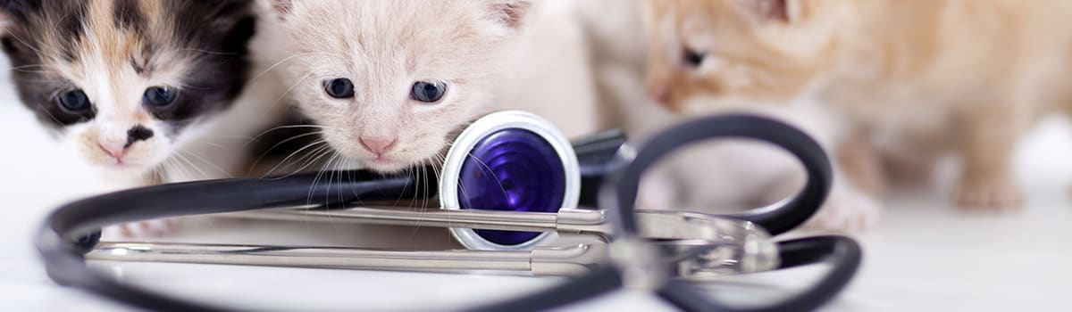 Main Street Veterinary Clinic