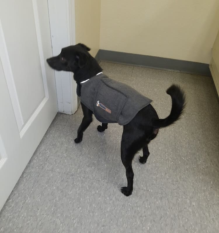 Main Street Veterinary Clinic: Takesue Lisa DVM