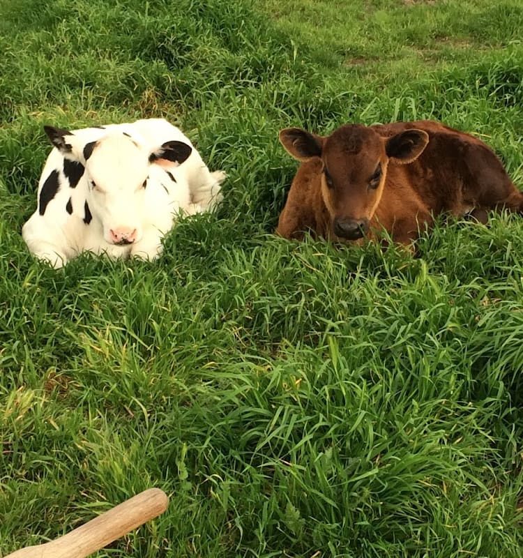 Mid Valley Large Animal Services