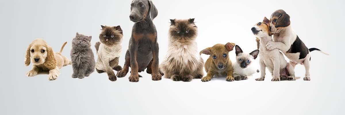 Middletown Animal Hospital