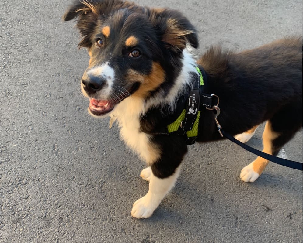 Mill Valley Pet Clinic