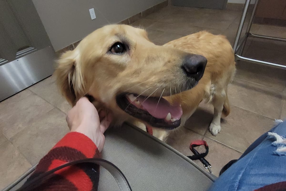 Northgate Veterinary Hospital