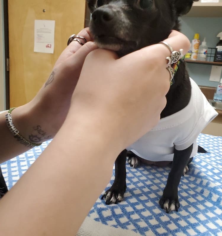 Old Towne Animal Hospital