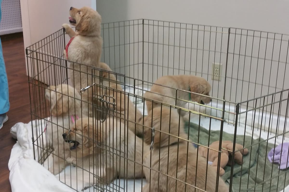 Orangevale Veterinary Hospital