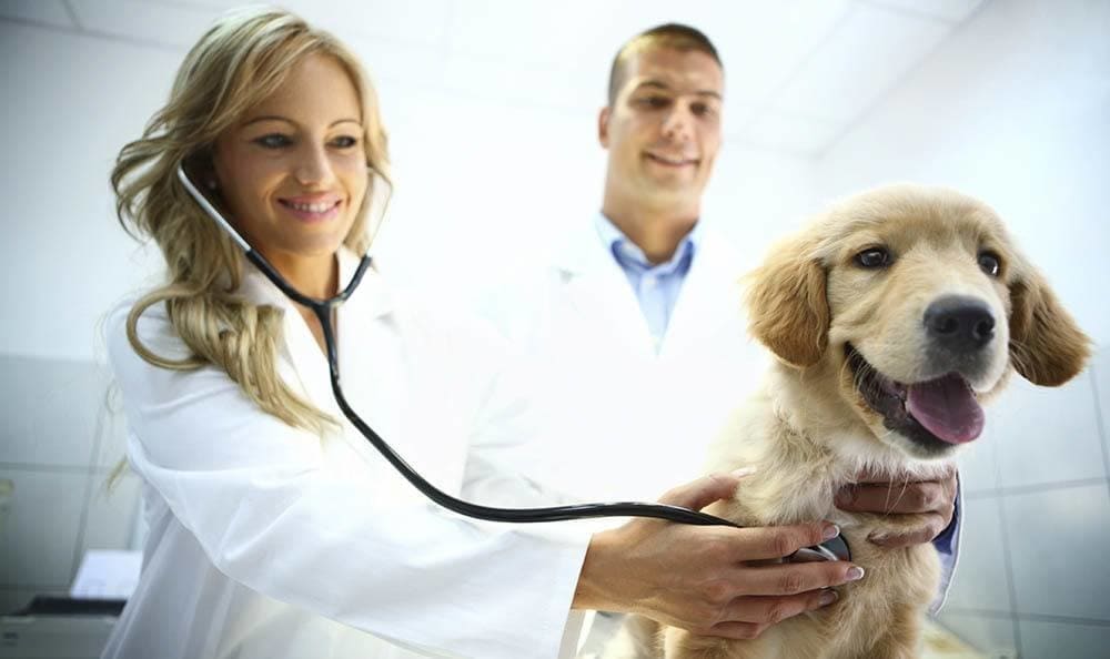 Parkway Veterinary Hospital