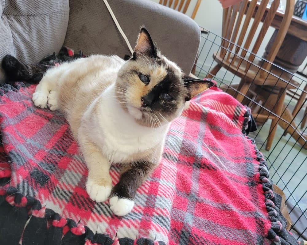 Pets at Peace