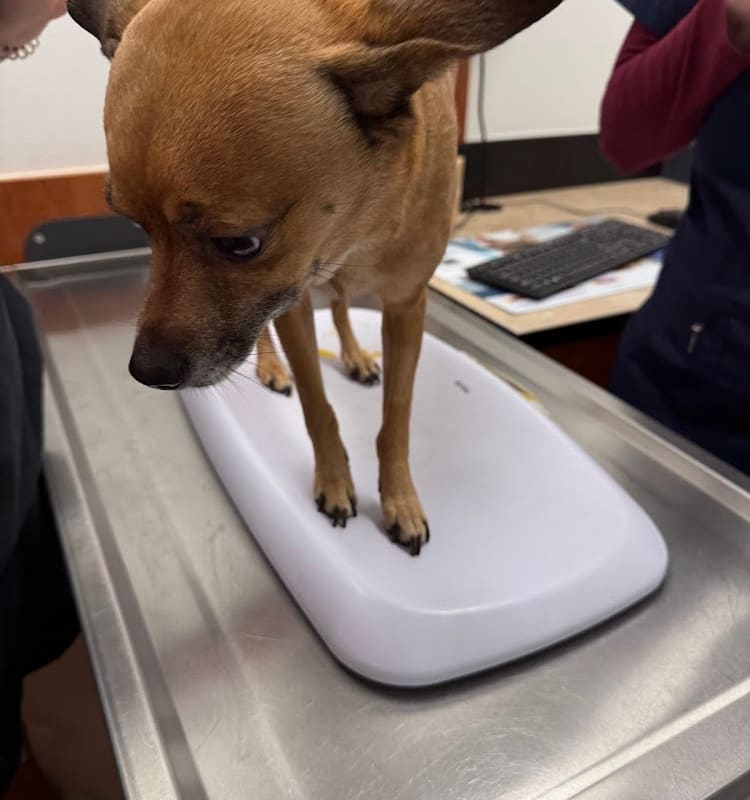 PetSmart Veterinary Services - Dublin