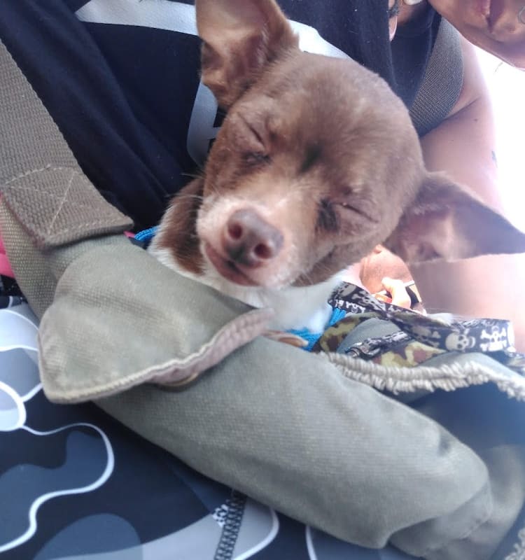 Placerville Animal Wellness